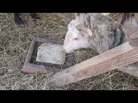 Видео: Еще один окот. Кормление дойной овцы