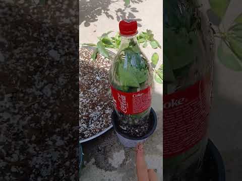 Видео: Шефлера гулини қандай кўпайтириш сирлари 