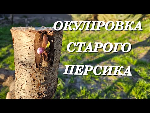 Видео: Окуліровка в стару деревину.