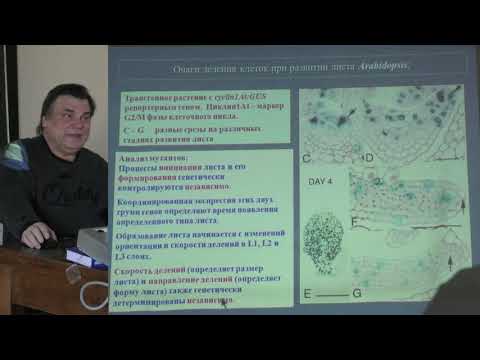 Видео: Носов А. М. - Физиология растений. Часть 2 - 10. Рост растений