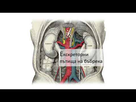 Видео: Екскреторни пътища на бъбрека (6:47) ┃teoriyata.com