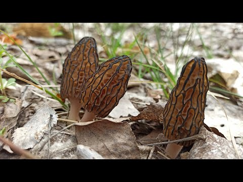 Видео: Сморчок конический. Шедевральный сбор грибов