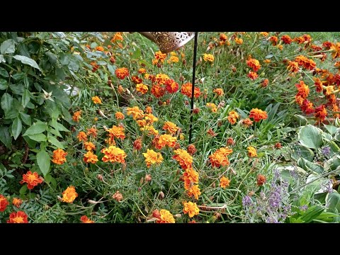Видео: Участок на 12.10.25 года. Германия. Снимаю урожай. 