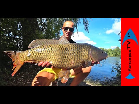 Видео: КУКУРУЗА или ГОРОХ? Что результативнее на ДИКОМ ПРУДУ. Вторая рыбалка.
