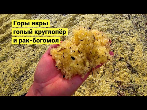 Видео: Горы селёдочной икры на побережье!