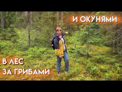 Видео: За грибами и окунями. Что можно найти в Заходском?