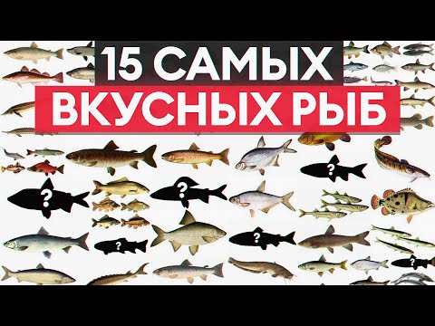 Видео: После ЭТОГО видео вы полюбите рыбу! / Какой вид рыбы станет деликатесом на вашем столе?