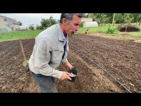 Видео: Чеснок не замерзнет, если укоренить его.