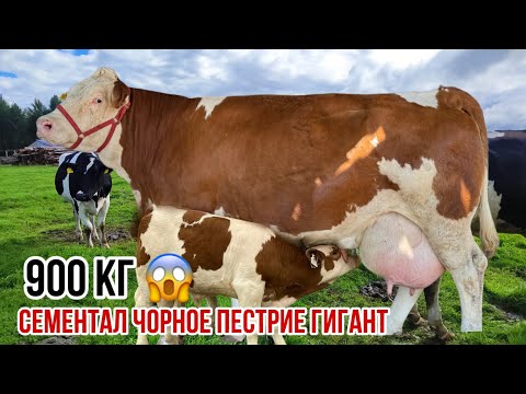 Видео: Ана ин Гигант Сементал 😱 12 сентября 2025 г.