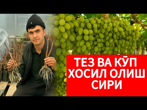 Видео: Пайванд усулида тез ва серхосил узум олишни истайсизми? Бу видеони албатта куринг