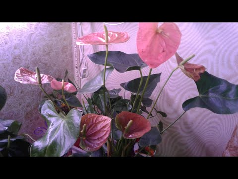 Видео: Антуриум. Лечим фузариозное увядание. Результат.