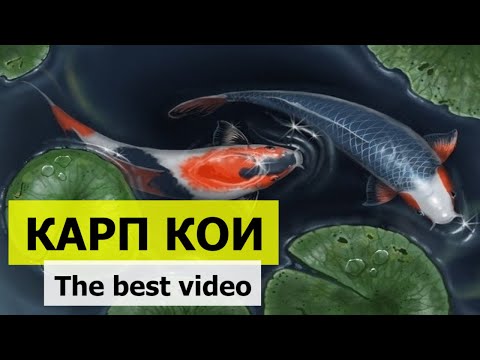 Видео: Карп КОИ! Лучшие видео. Декоративный пруд.Ландшафтный дизайн