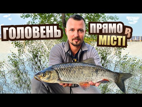 Видео: ГОЛОВЕНЬ на ДНІПРІ МАСЛАЄ на ВОБЛЕРИ: як ловити кленя на великих річках