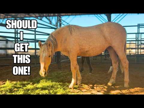 Видео: Один из этих мустангов едет домой со мной!