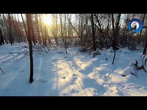 Видео: ОДИНОЧНАЯ ОХОТА ТРОПЛЕНИЕМ НА ЗАЙЦА БЕЛЯКА В ЛЕСУ, КАК ОНА ЕСТЬ