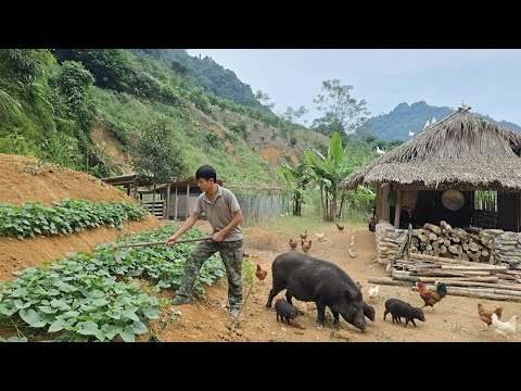 Видео: Однодневное путешествие Кха - Посадка батата - Приготовление блюда из листьев папайи.