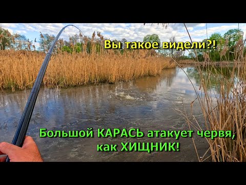 Видео: Большие КАРАСИ из маленькой затоки. Рыбалка на карася
