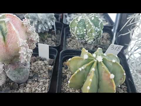 Видео: Кактусы с бутонами на зимовке.Отсушат ли мои астрофитумы бутоны зимой?Cacteen.27
