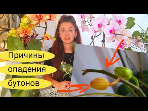 Видео: Ааа ❗ Орхидея СБРОСИЛА БУТОНЫ , ПОЧЕМУ ❓ ЧТО ДЕЛАТЬ ❓