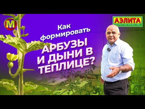 Видео: Как ФОРМИРОВАТЬ АРБУЗЫ и ДЫНИ в теплице?