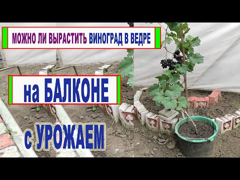 Видео: 🍇 Можно ли ВЫРАСТИТЬ ВИНОГРАД в обычном 12 литровом ВЕДРЕ или бочке  на БАЛКОНЕ и получить УРОЖАЙ.