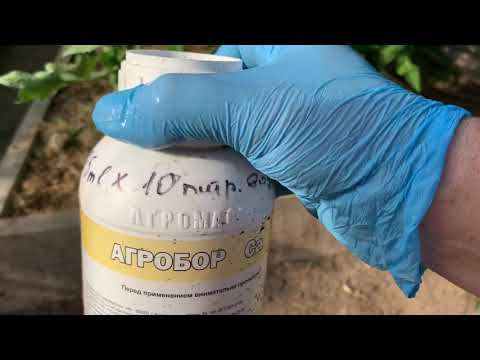 Видео: Томаты.Чем удобряла и обрабатывала.