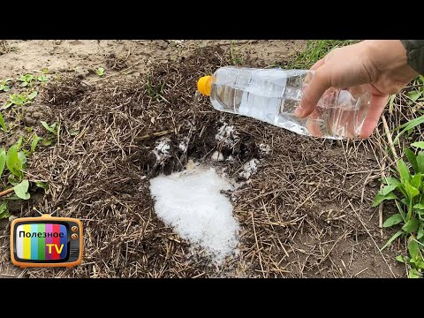 Видео: Выгнал муравьев из огорода без химии народным средством!