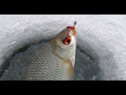 Видео: ЛАДОГА. КРЕНИЦЫ. ПЛОТВА. Зимняя рыбалка на плотву на Ладоге