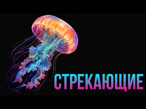 Видео: СТРЕКАЮЩИЕ. Биология кишечнополостных