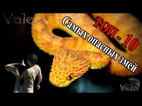 Видео: Самые опасные змеи!