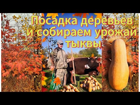 Видео: Как правильно сажать фруктовые деревья: пошаговое руководство.