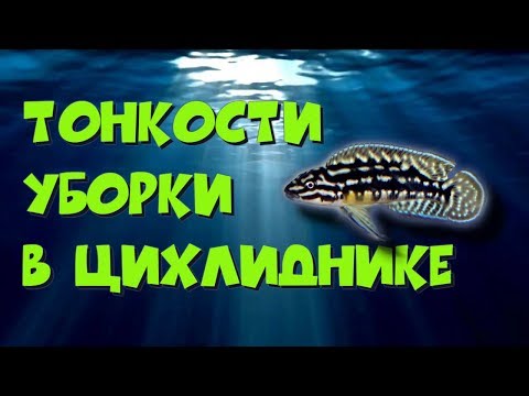 Видео: Уборка в цихлидникие. Небольшие тонкости