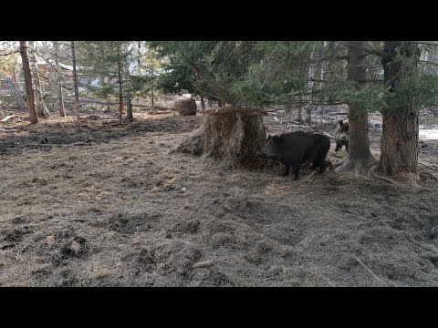 Видео: Выпустили свиней на волю