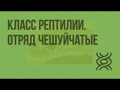 Видео: Класс Рептилии. Отряд Чешуйчатые. Видеоурок по биологии 7 класс