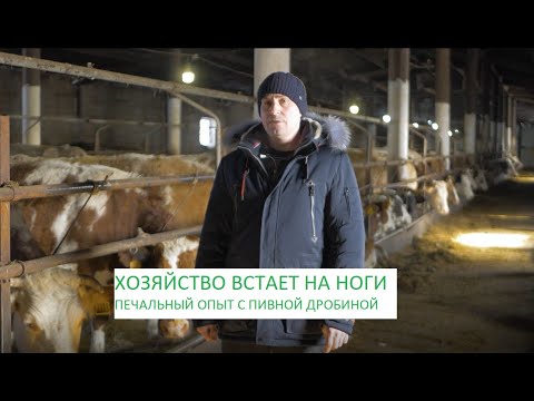 Видео: Хозяйство встает на ноги: колхоз им. Кирова. Пивная дробина.