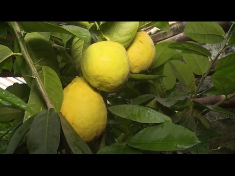 Видео: "Удачная среда" - выращиваем лимоны (Бийское телевидение)