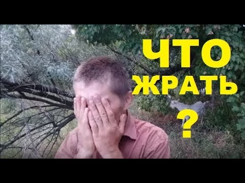 Видео: Выживание в природе. Питание в мае июне. Животные.