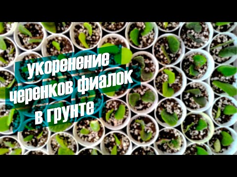 Видео: Укоренение черенков фиалок в грунте. Самая подробная инструкция