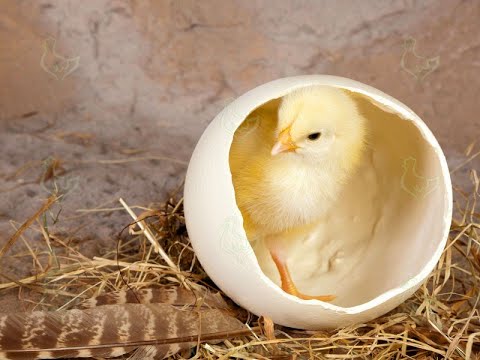 Видео: Как вылупляются цыплята