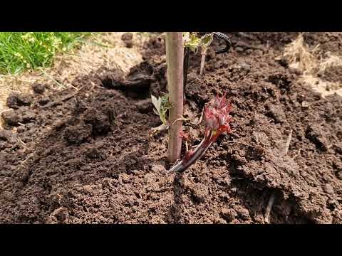 Видео: ЕЖЕВИКА. Мульча. ЗАМОРОЗКИ.