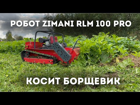 Видео: Косит и не чувствует БОРЩЕВИК! РОБОТ - МУЛЬЧЕР ZimAni RLM 100 PRO