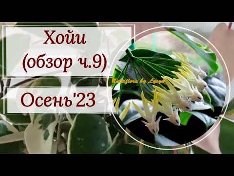 Видео: Очень длинный обзор хой. Осень'23. Как раз для рюмочки чая! 😉