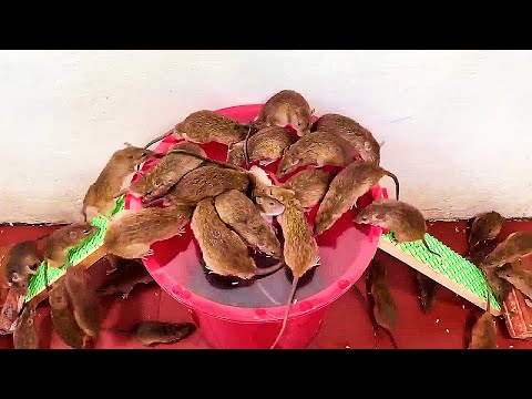 Видео: ЖАНУАРЛАРҒА АРНАЛҒАН АДАМ СЕНГІСІЗ ҚАҚПАНДАР!