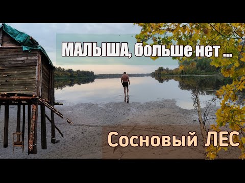 Видео: МАЛЫШа больше НЕТ.Грязное ОЗЕРО.Сосновый ЛЕС.Дома на деревьях.ТИХИЙ ПЛЕС#сосновыйлес#тихийплес#волга
