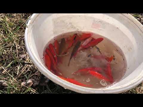 Видео: Разведение карася. Стоит ли разводить карася. Рыбалка на карася ятерем, вершей. Пруд с карасем.