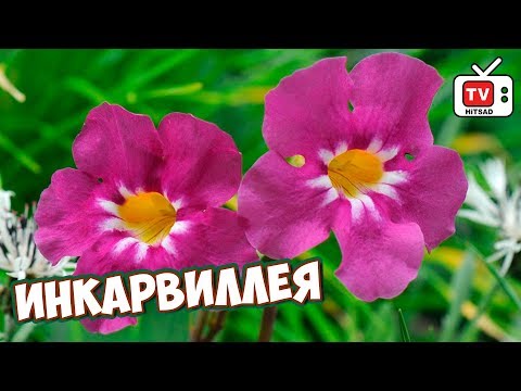 Видео: Неприхотливые цветы для сада 🌸 ИНКАРВИЛЛЕЯ 🌸 Особенности выращивания, лучшие сорта
