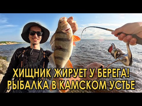 Видео: Количество поклевок рыбы зашкаливает! Рыбалка на спиннинг в Камском Устье.