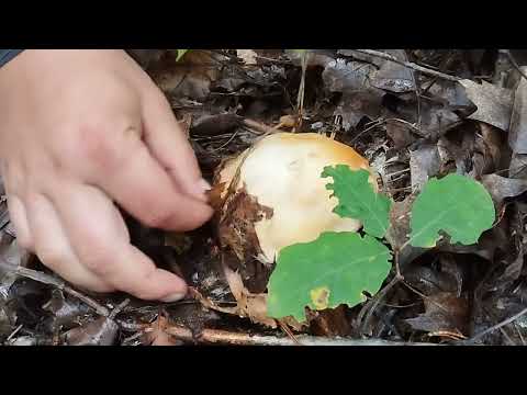 Видео: Наша жовтнева ГРИБАЛКА