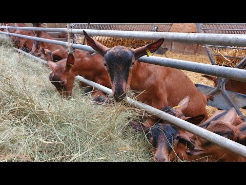 Видео: Правильное кормление сухостойных коз