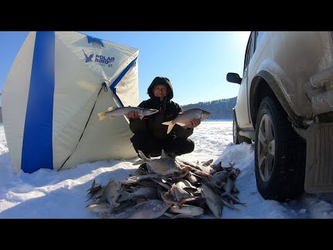 Видео: ПОПАЛ НА КЛЁВ, КУЧА РЫБЫ!!! ЛЕЩ, ОКУНЬ, ЩУКА.  К.В.Х. МАРТ 2025 г.